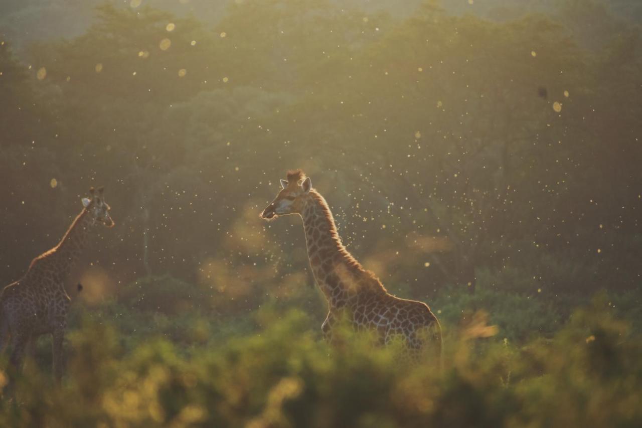 Leshiba Wilderness Villa Louis Trichardt Bagian luar foto