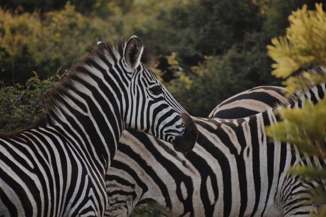 Leshiba Wilderness Villa Louis Trichardt Bagian luar foto