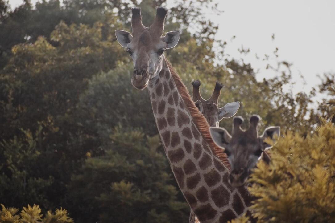 Leshiba Wilderness Villa Louis Trichardt Bagian luar foto
