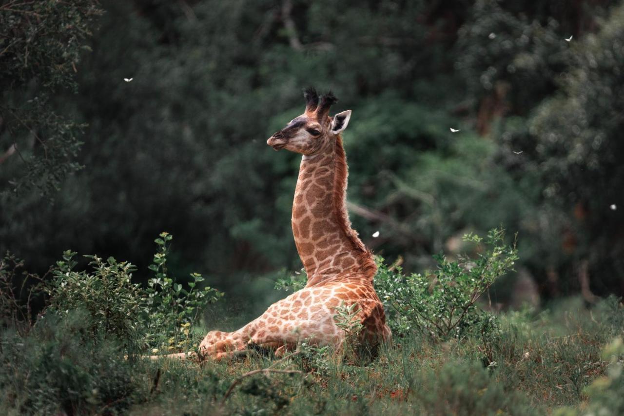 Leshiba Wilderness Villa Louis Trichardt Bagian luar foto